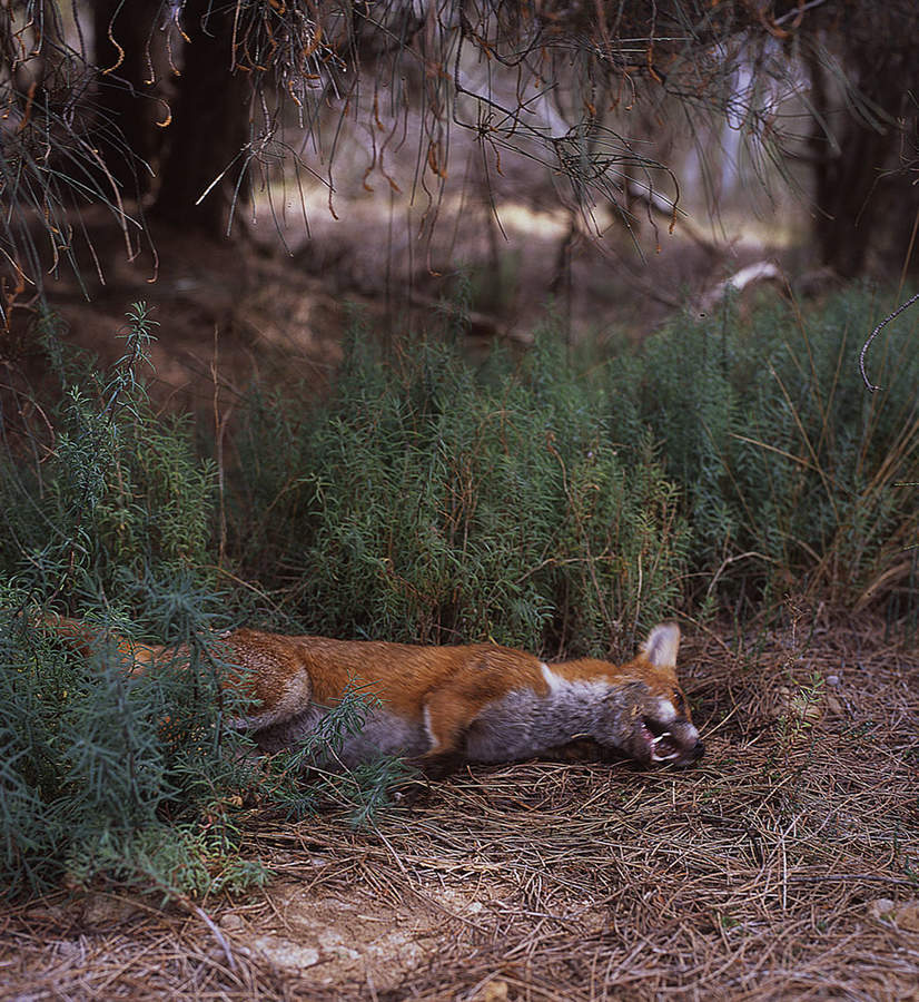 Fox, from the series After the crow flies by Sonal Kantaria